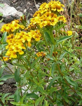 Tagetes lucida