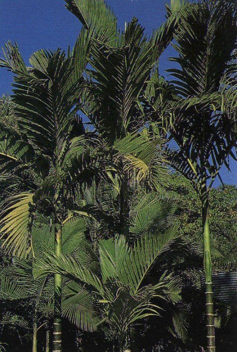 Areca catechu