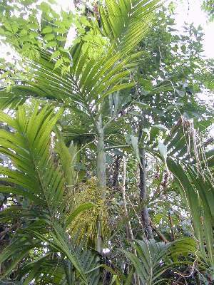 Areca triandra