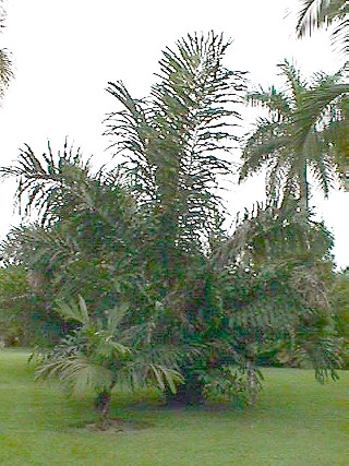 Arenga undulatifolia