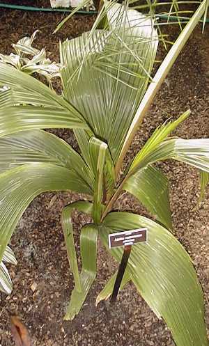 Attalea cuatrecasana