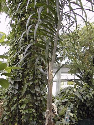 Bactris gasipaes