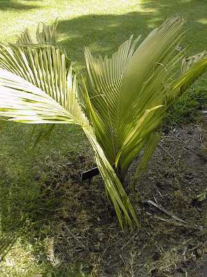 Beccariophoenix madagascariensis