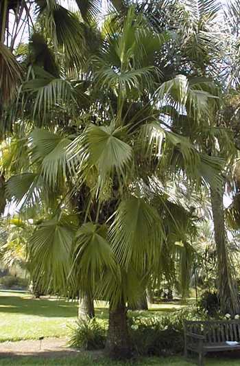 Brahea edulis