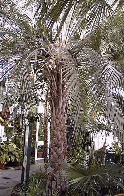 Butia capitata