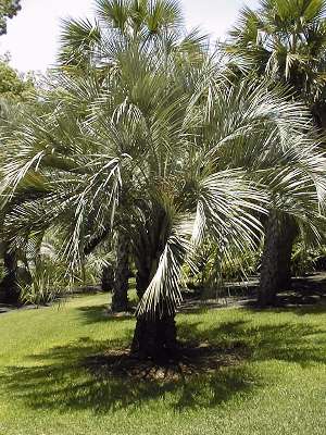 Butia paraguayensis