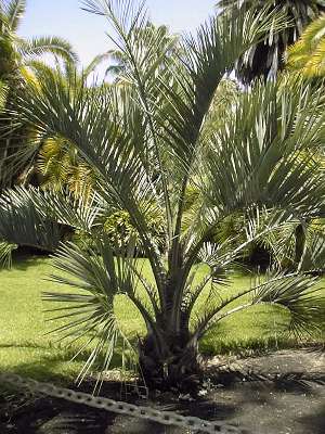 Butia yatay