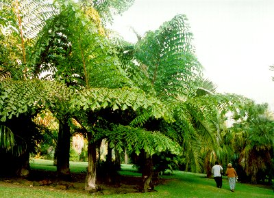 Caryota gigas