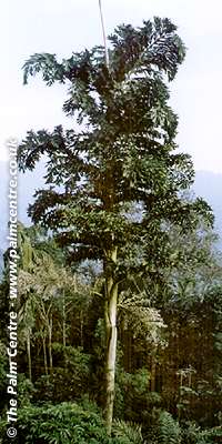 Caryota himalaya