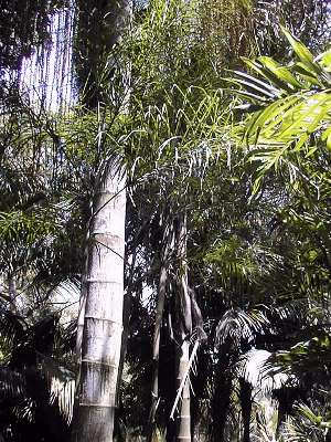 Caryota urens