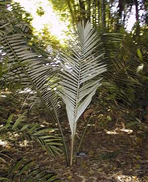 Ceroxylon quindiuense