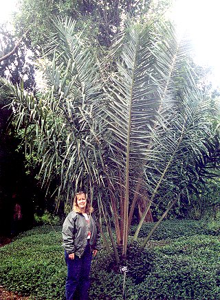 Ceroxylon vogelianum