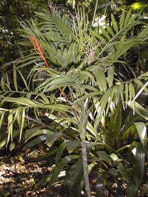 Chamaedorea elegans