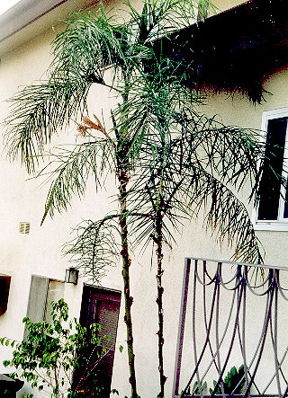 Chamaedorea plumosa