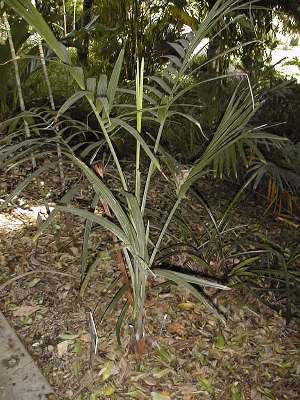 Chamaedorea radicalis