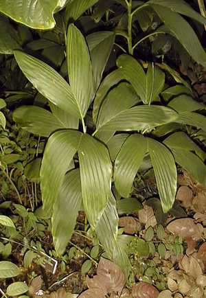 Chamaedorea stolonifera