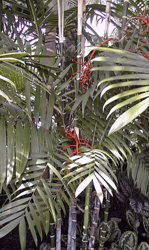 Chamaedorea tepejilote