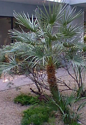 Chamaerops humilis