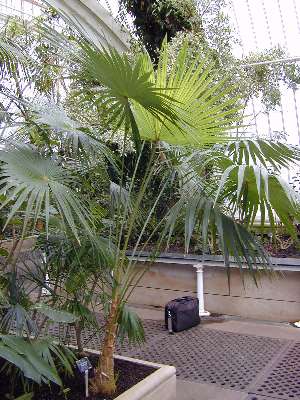 Coccothrinax argentata