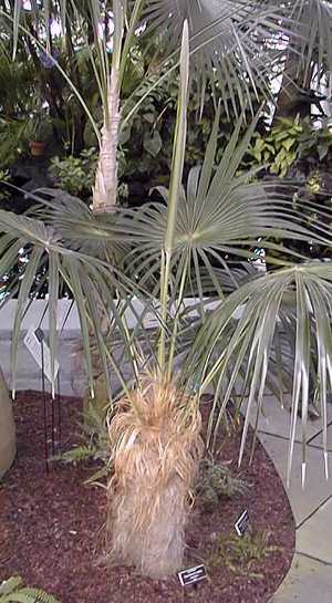 Coccothrinax crinita