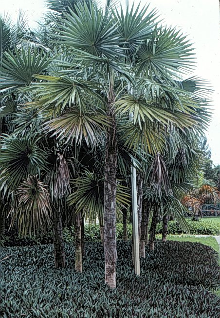 Coccothrinax miraguama