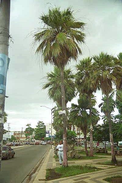 Copernicia berteroana