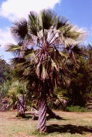 Copernicia prunifera