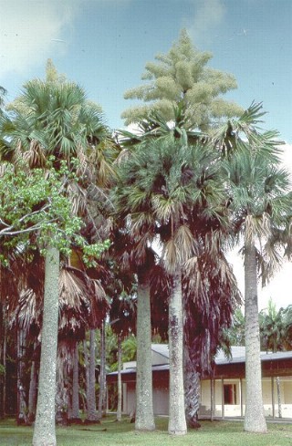 Corypha umbraculifera