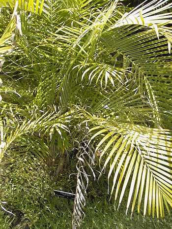 Dypsis baronii