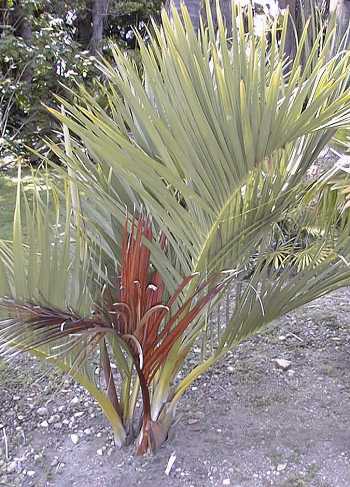 Dypsis decipiens