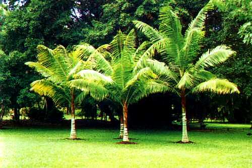 Dypsis leptocheilos