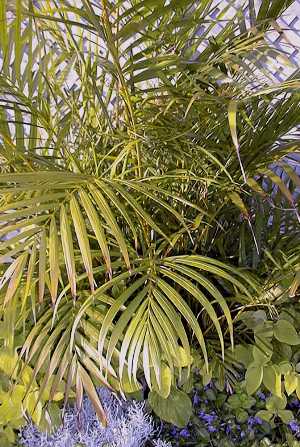 Dypsis lutescens