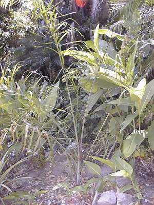 Dypsis madagascariensis