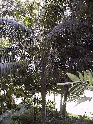 Howea forsteriana