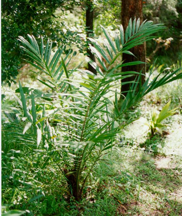 Laccospadix australasica