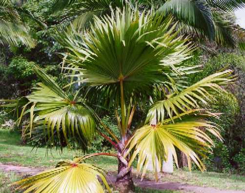 Latania lontaroides