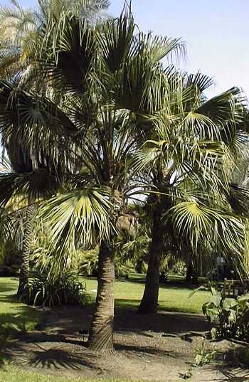 Livistona chinensis