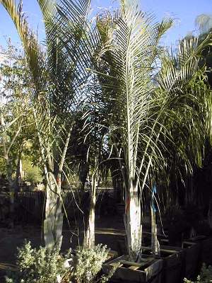 Neodypsis decaryi