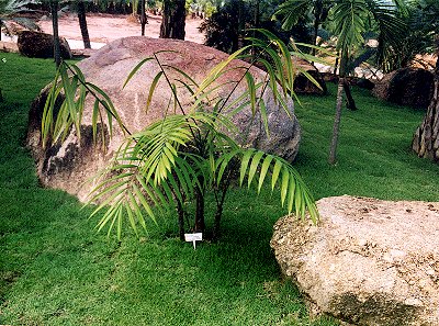 Oenocarpus mapora