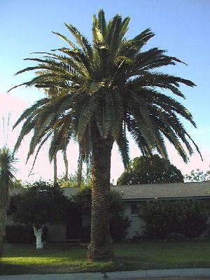 Phoenix canariensis