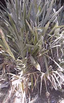 Rhapidophyllum hystrix