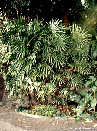 Rhapis excelsa