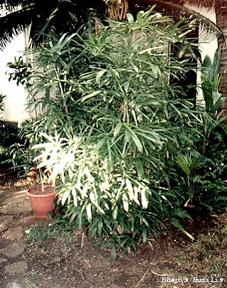 Rhapis humilis