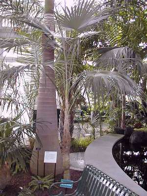 Thrinax morrisii