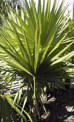 Thrinax radiata