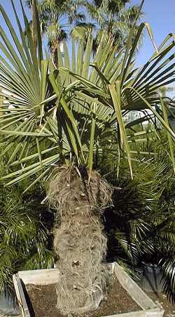 Trachycarpus fortunei