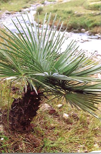 Trachycarpus nanus