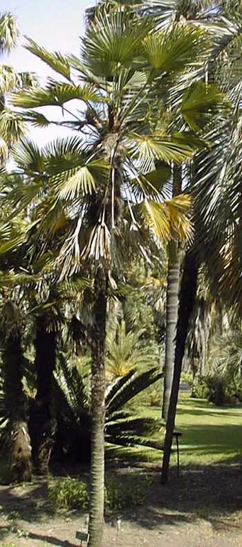 Trachycarpus wagnerianus