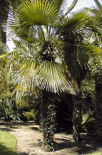 Trithrinax acanthocoma