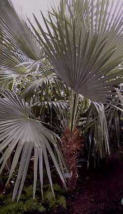 Trithrinax brasiliensis